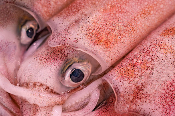 Impressive close up of a squid head.