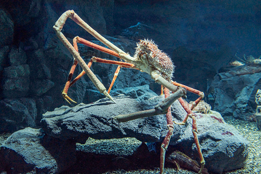 Huge crustacean clinging to a stone with its long legs.