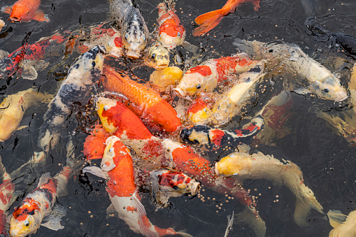 Koi shoal eating special food as to grow healthy.