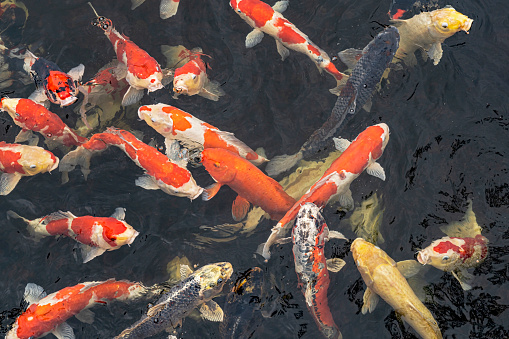 Koi shoal eating special food as to grow healthy.