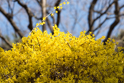 Forsythia, yellow spring flowers hedge and green grass, perspective