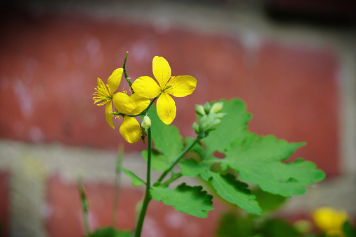 Chelidonium majus yellow flowers of celandine in front of a brick wall in the blurred background as early as mid april in cologne