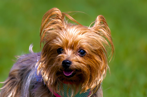 The Yorkshire Terrier.
British breed  also known as a Yorkie