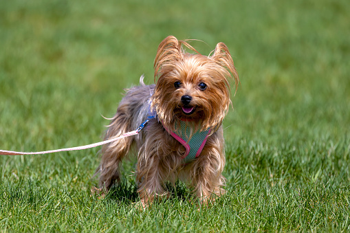 The Yorkshire Terrier.
British breed  also known as a Yorkie