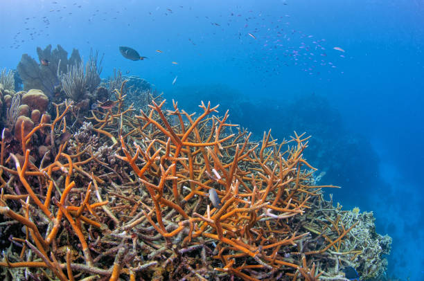 istock Caribbean coral garden 2148761104