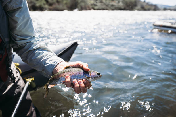 An unrecognizable man standing next to an inflatable boat in the Deschutes River holds a small trout he had caught during a weekend fishing trip.