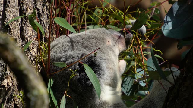 A koala bear close up eating