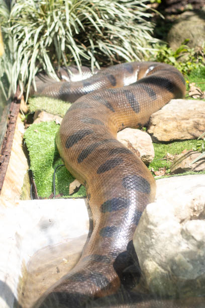 istock giant anaconda in a nature reserve 2148763651