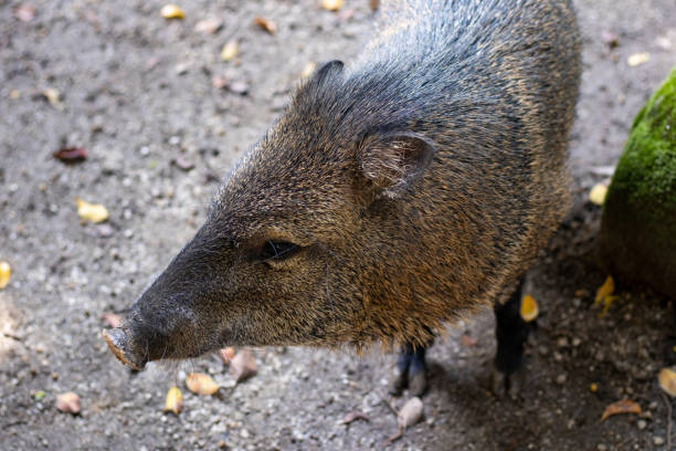 beautiful type of wild pig in a nature reserve HD