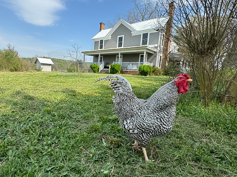 A black and white striped rooster walking on green grass in front of an old grey farmhouse with a white tin roof. Shot on a regenerative farm in North Carolina, USA
