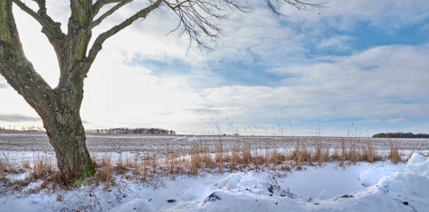 Danish nature in wintertime - dressed in frost and snow