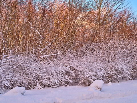 Bare trees in sunny winter near Cesis, Latvia