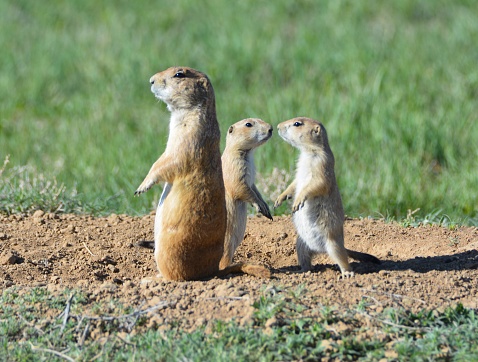 Prairie Dog Family Standing Together on The Plains of Rocky Mountain Arsenal Wildlife Refuge Front Range Colorado