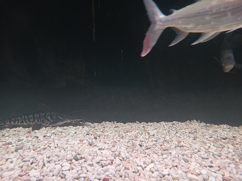 catfish is sitting at the bottom of the aquarium