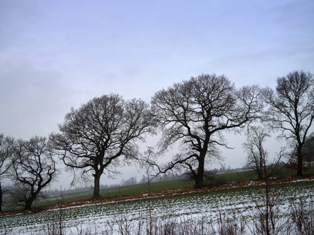 Danish nature in wintertime - dressed in frost and snow