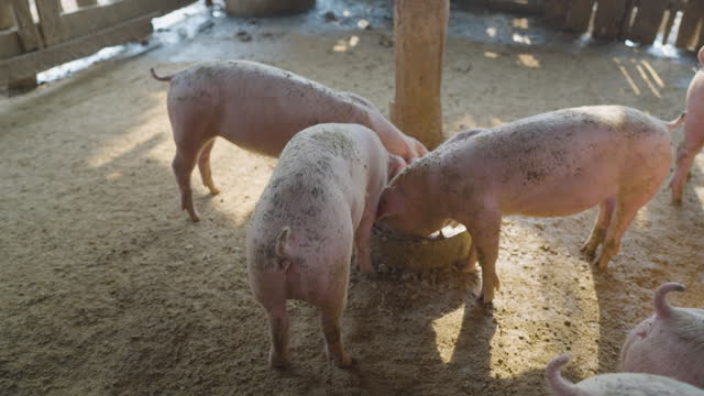 Breeder pig group with dirty snout on a farm in a pigsty animal farm indoor