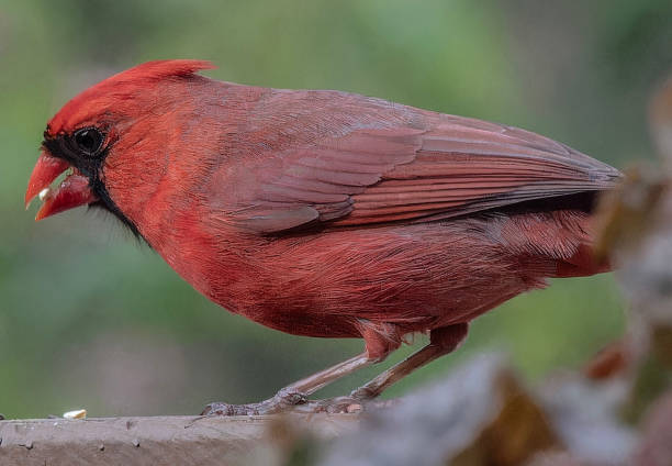istock A Northern Cardinal arrives on the deck 2148764821