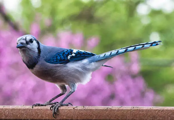 A Bluejay admires the view on the deck