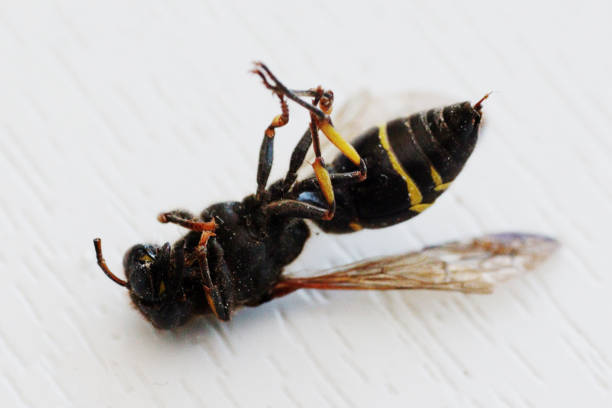 Dead wasp close-up on its back, on a white background.