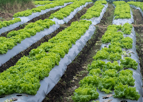 Close-up shot rows of curly lettuce ( Frisee ) growing out from patches covered with plastic mulch in Bandung organic farm. Concept : lettuce farm plantation, Southeast Asia agriculture field, agricultural plastic problems
