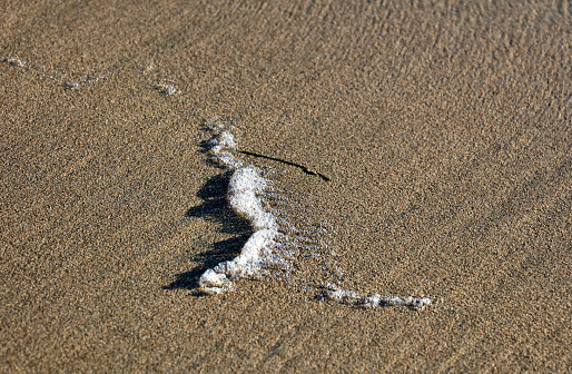 Sunlit sea foam and a strand of beach grass on the wet sand at low tide in Newport Beach