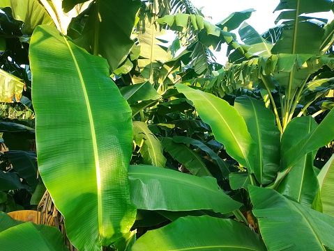 Wide banana leaves