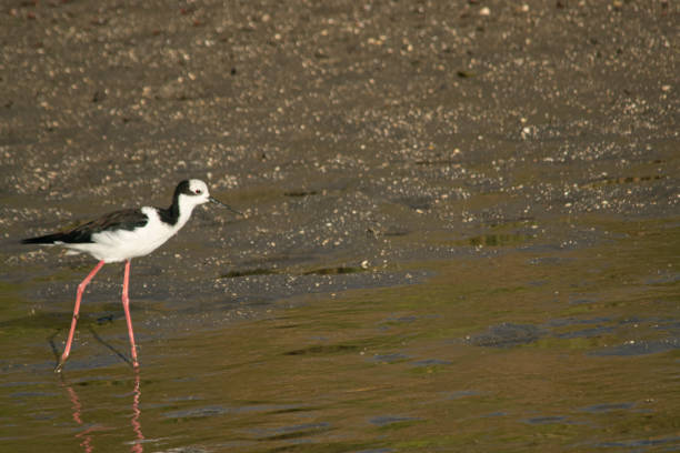 istock White-backed stilt fishisg in the lagoon 2148766346
