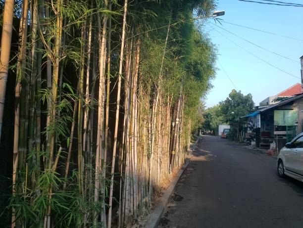 istock Bamboo trees on the side of the road 2148766437