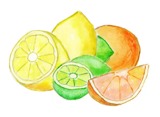 Vector illustration of Still life with lemon, lime and orange