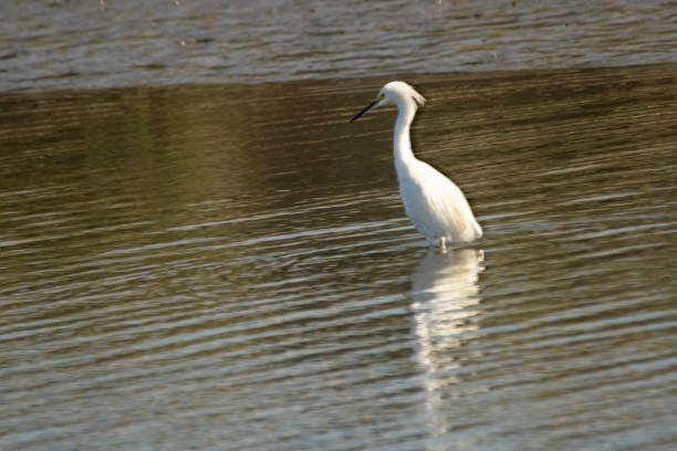 istock White heron fishing in the lagoon 2148766593