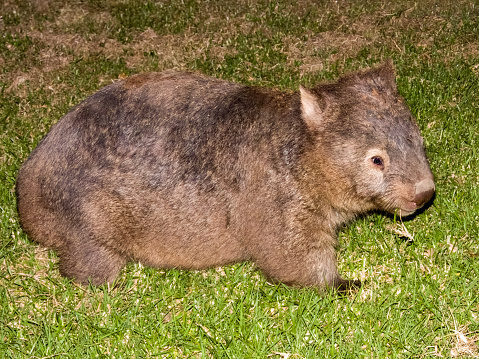 Incredibly unusual marsupial endemic to Australia. It is nocturnal and sleeps up to 16 hours a day.