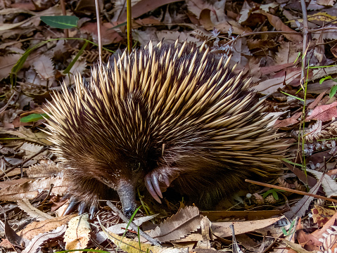 Very shy monotreme, endemic to Australia. It uses it beak to dig out insects from the leaf litter.