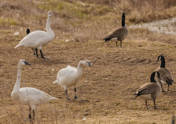 istock Tundra Swans At Migration Time 2148766830