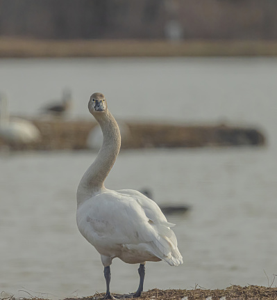 A tundra swan with an odd twist to its neck.
