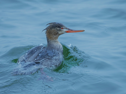 The red-breasted merganser seen looking  to the side.