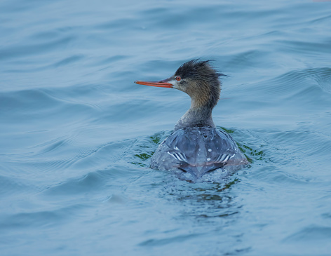 A close up of the Red-breasted Merganser in the harbour,