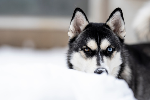 A Husky breed dog looks over a snow at the camera.
