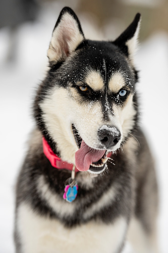 A Husky breed dog looks away from the camera with his tongue sticking out.  This pet has one blue eye and one brown eye.