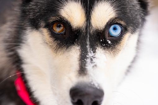 A Husky breed dog looks directly at camera in a close-up portrait emphasizing the blue and brown eye.