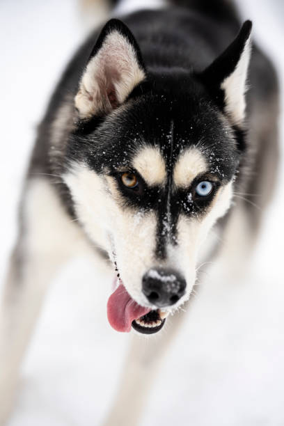 istock Husky Dog in Snow 2148767397