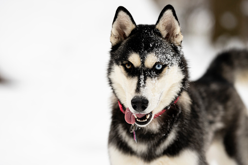A Husky breed dog looks towards the camera with his tongue sticking out and snow in his fur.  This pet has one blue eye and one brown eye.