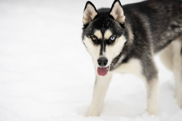 A Husky breed dog looks towards the camera with his tongue sticking out and snow in his fur.  This pet has one blue eye and one brown eye.