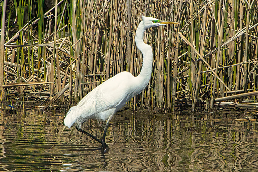 Closeup of a white Egret bird standing in shallow waters beside reeds on a shoreline on an April day in an Illinois forest.