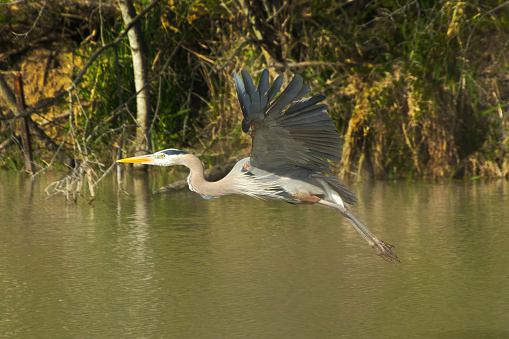 Great Blue Heron in flight above Illinois Michigan Canal on a sunny Spring day