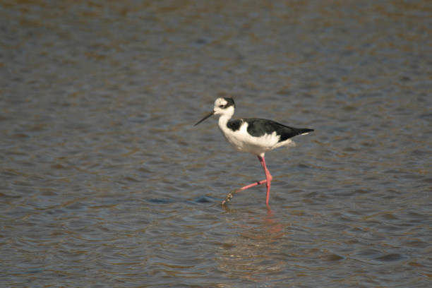 istock White-backed stilt fishisg in the lagoon 2148767618