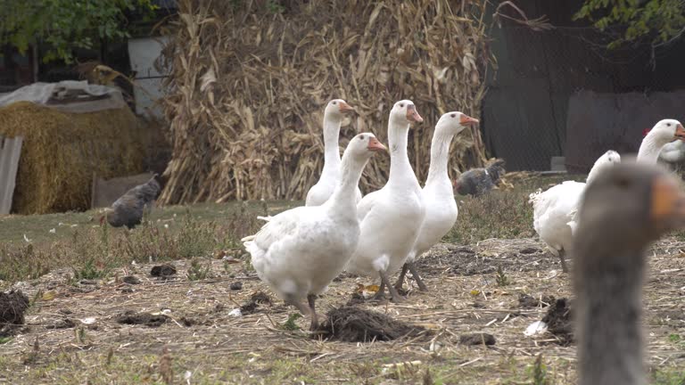 Herd of geese grazing in the village outdoors