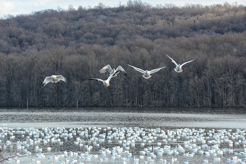 Snow Geese flying toward the camera at Middle Creek Wildlife Management Area in Lancaster County Pennsylvania
