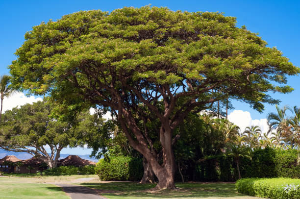 Huge banyan tree on Maui, Hawaii