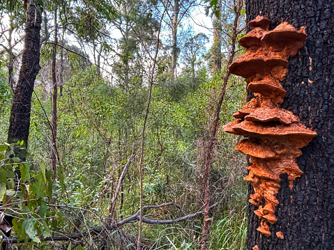 Fungus growing on the burnt trunk of a tree in the Tathra bushland.