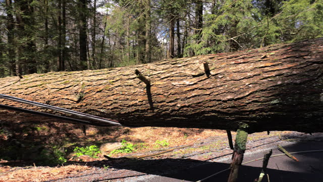 Huge tree collapses on road path and cause electrical wire damage in woods of Poconos, PA. Handheld shot